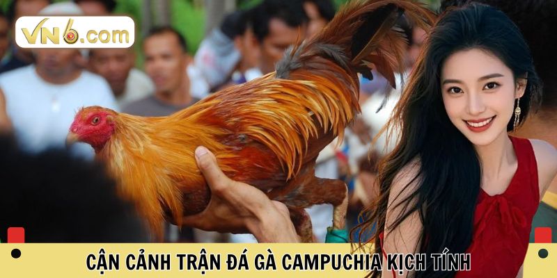Đá Gà Campuchia Đỉnh Cao Cá Cược Trực Tuyến Tại VN6 - WINMEADOW