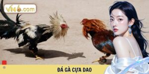 Đá Gà VN6 Đấu Trường Cá Cược Trực Tuyến Đỉnh Cao Nhất - WINMEADOW
