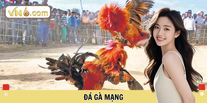 Đá Gà Mạng Đỉnh Cao Tại Đấu Trường Cá Cược Trực Tuyến VN6 - WINMEADOW