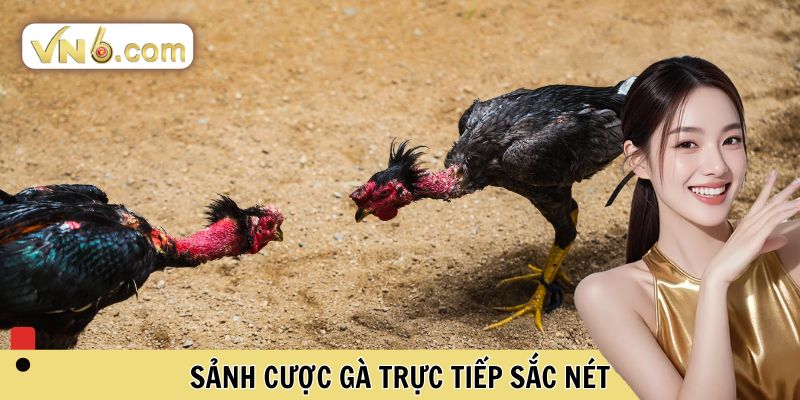 Đá Gà VN6 Đấu Trường Cá Cược Trực Tuyến Đỉnh Cao Nhất - WINMEADOW