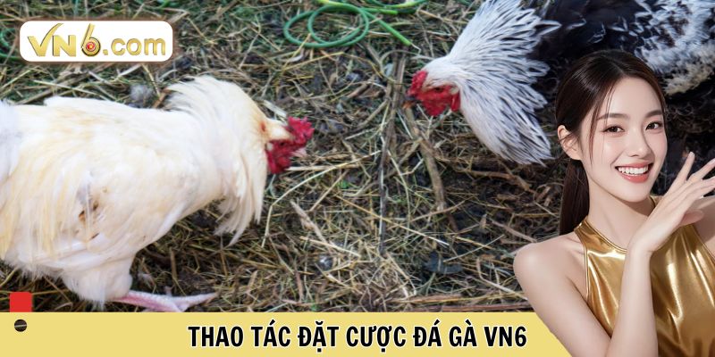 Đá Gà VN6 Đấu Trường Cá Cược Trực Tuyến Đỉnh Cao Nhất - WINMEADOW